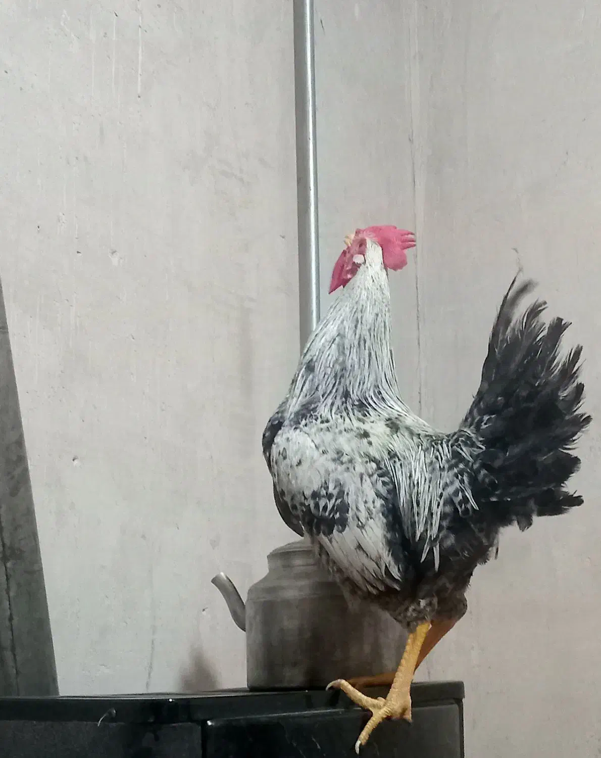 خروس|حیوانات|اهر, |دیوار