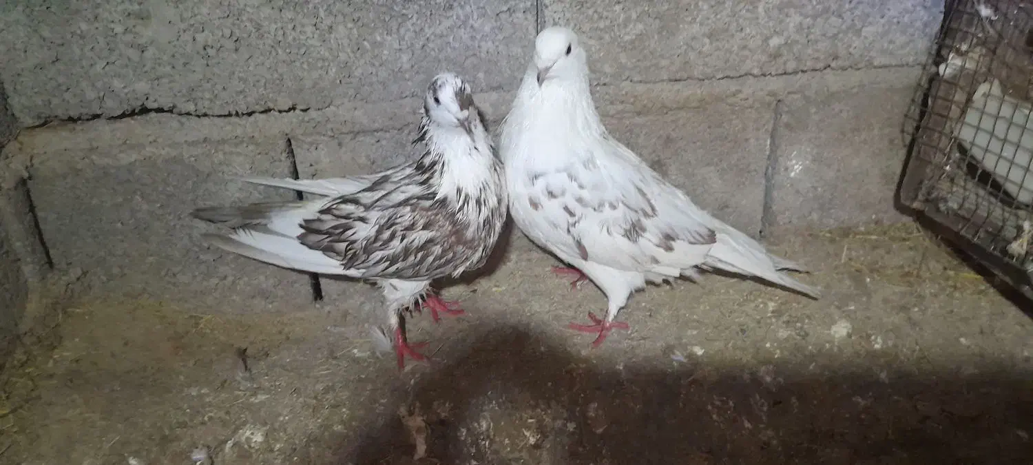 کبوتر|پرنده|رشت, حومه رشت|دیوار