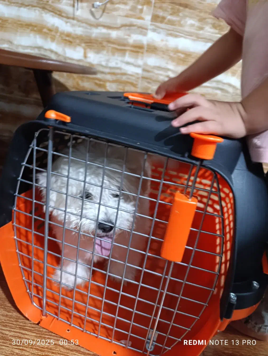 واگذاری توله ۴ ماهه شیتزو .آروم و بی دردسر|سگ|شیراز, ماه فیروزان|دیوار