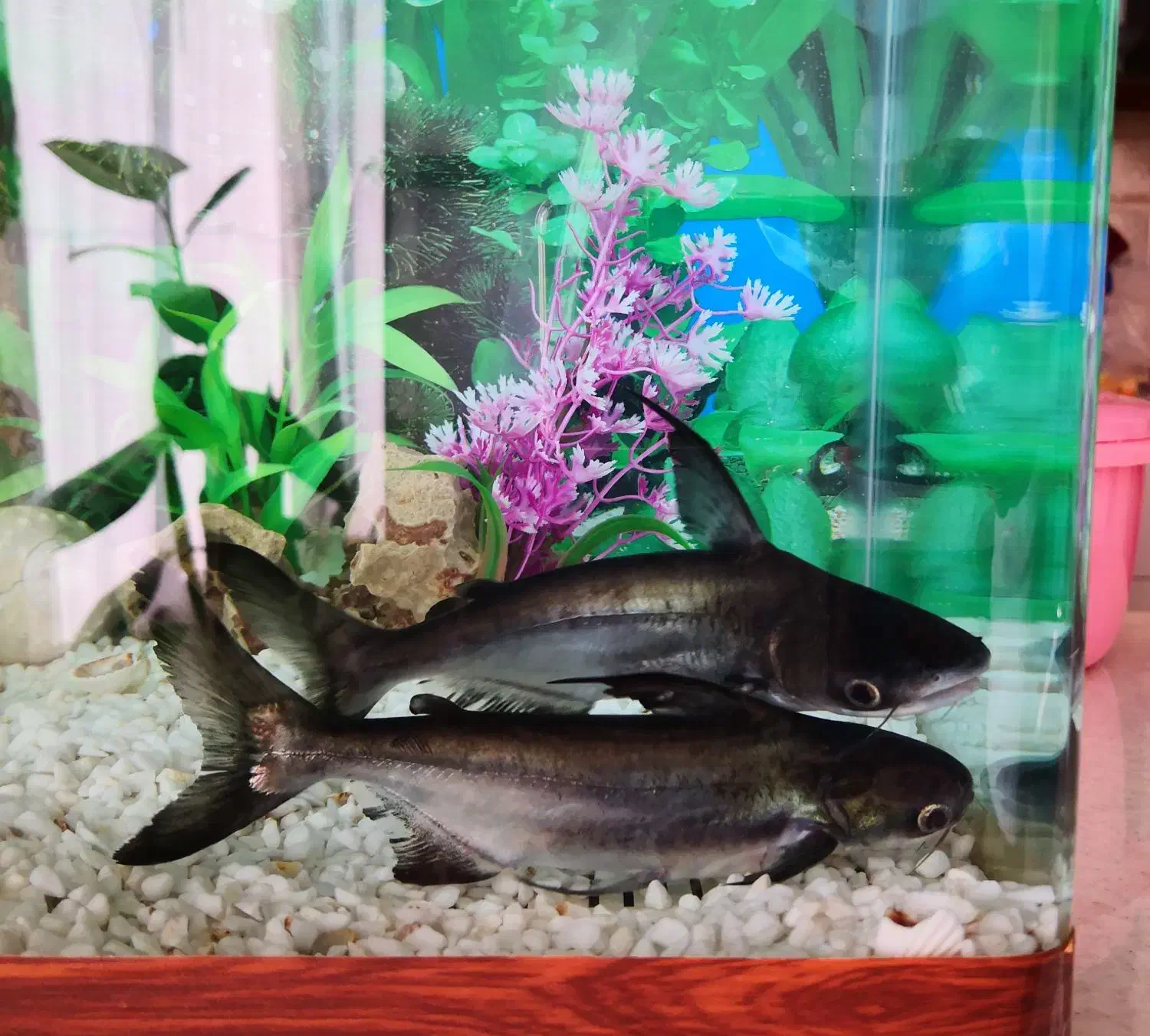 یک جفت ماهی پن کوسی (کوسه)|ماهی|سرپل ذهاب, |دیوار