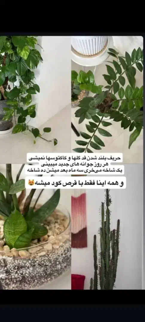 قرص ارگانیک|گل و گیاه طبیعی|لار, |دیوار