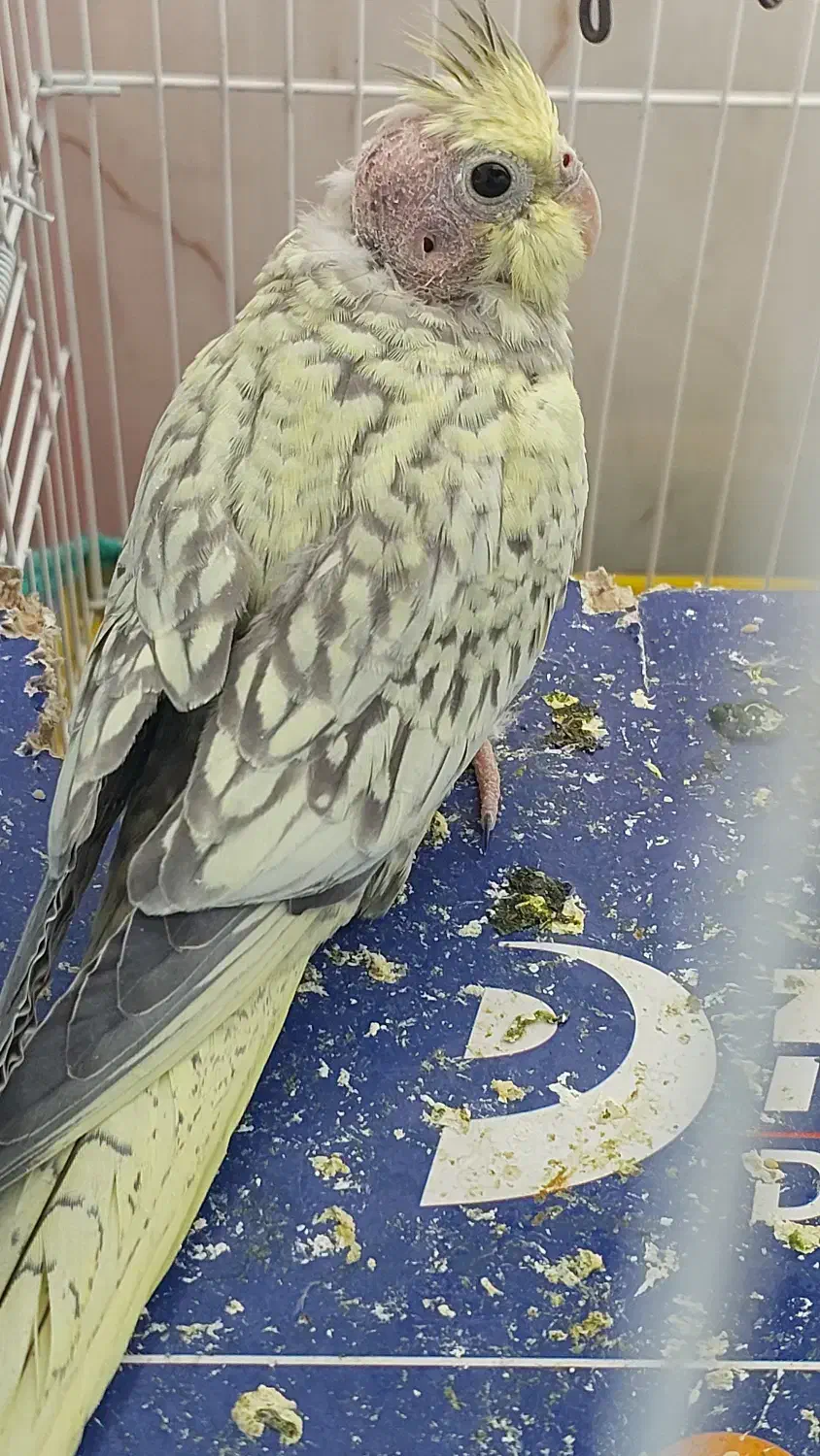 فروش عروس هلندی|پرنده|رزن, |دیوار