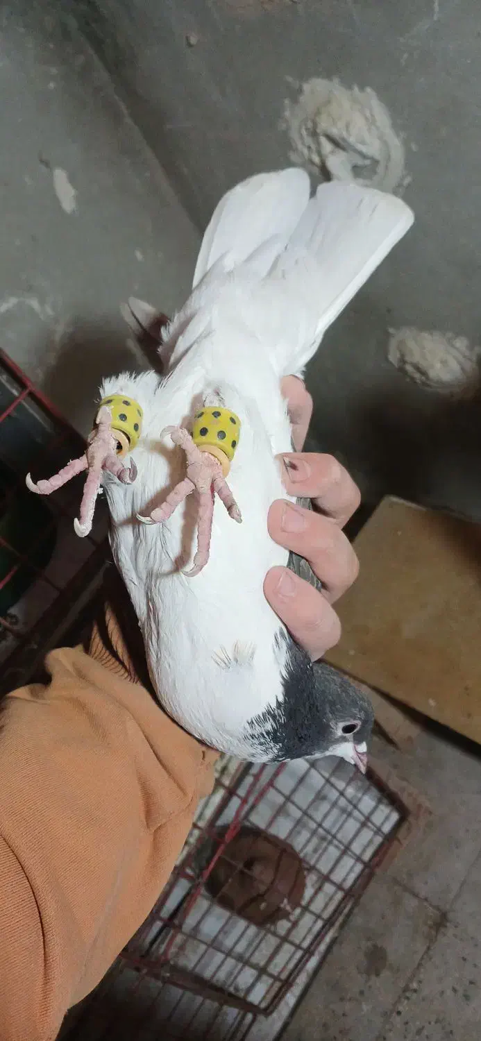 یکت سرخ و ساده چادری رنگی کفتر|پرنده|قرچک, مهدیه|دیوار