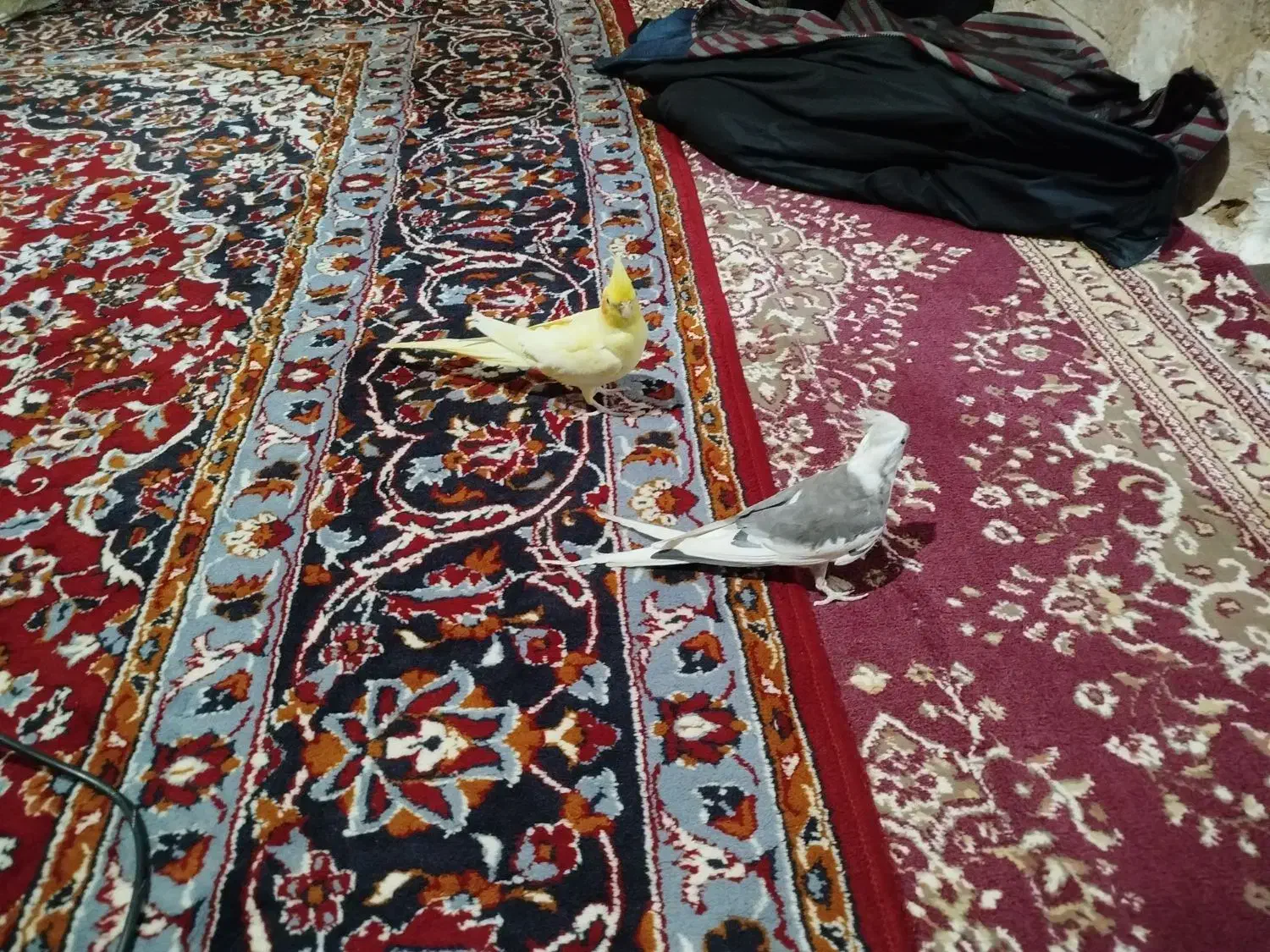 عروس هلندی|پرنده|سلامی, |دیوار