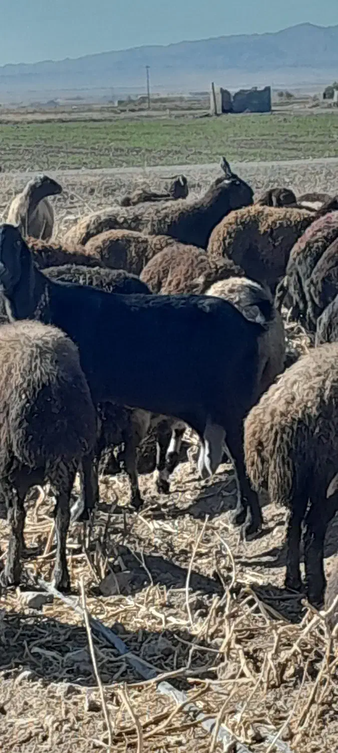 فروشی|حیوانات مزرعه|فریمان, |دیوار