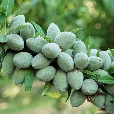 نمایندگی رویال نهال میاندواب در غرب استان اصفهان|گل و گیاه طبیعی|خوانسار, |دیوار