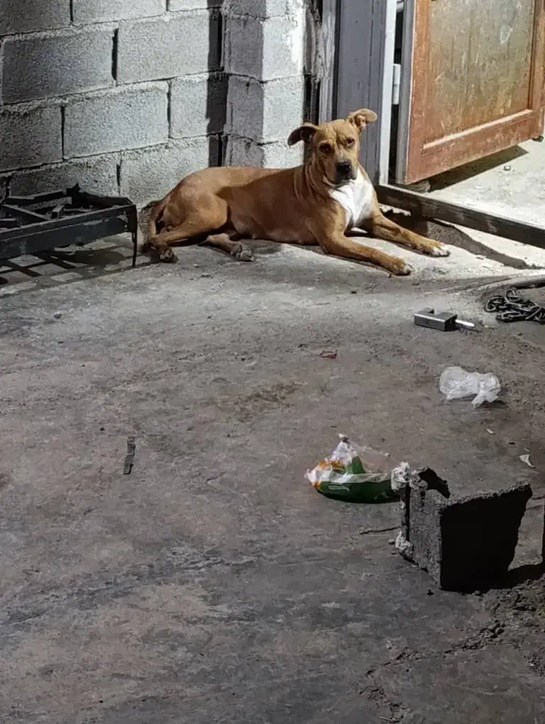 سگ پیتبول|سگ|امیدیه, |دیوار