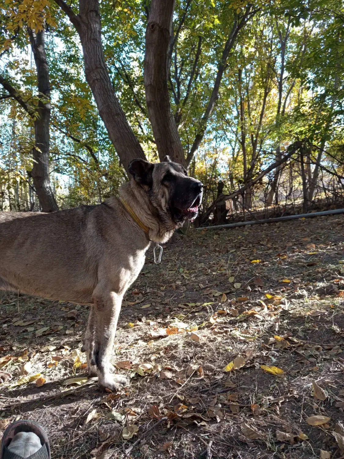 سگ سرابی|سگ|قیدار, |دیوار