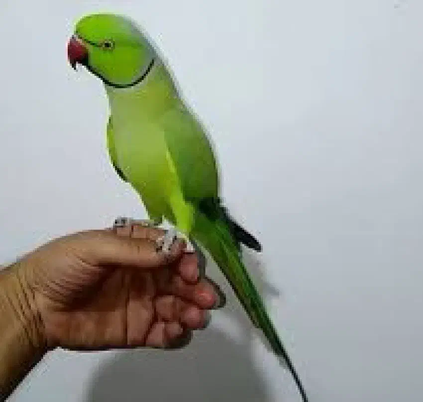 پرنده|پرنده|سمنان, |دیوار