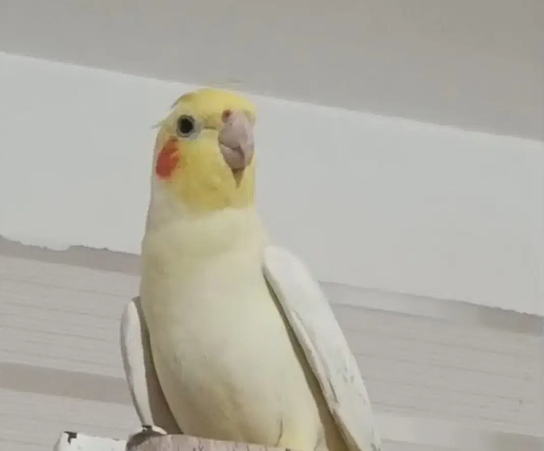 عروس هلندی|پرنده|میبد, |دیوار