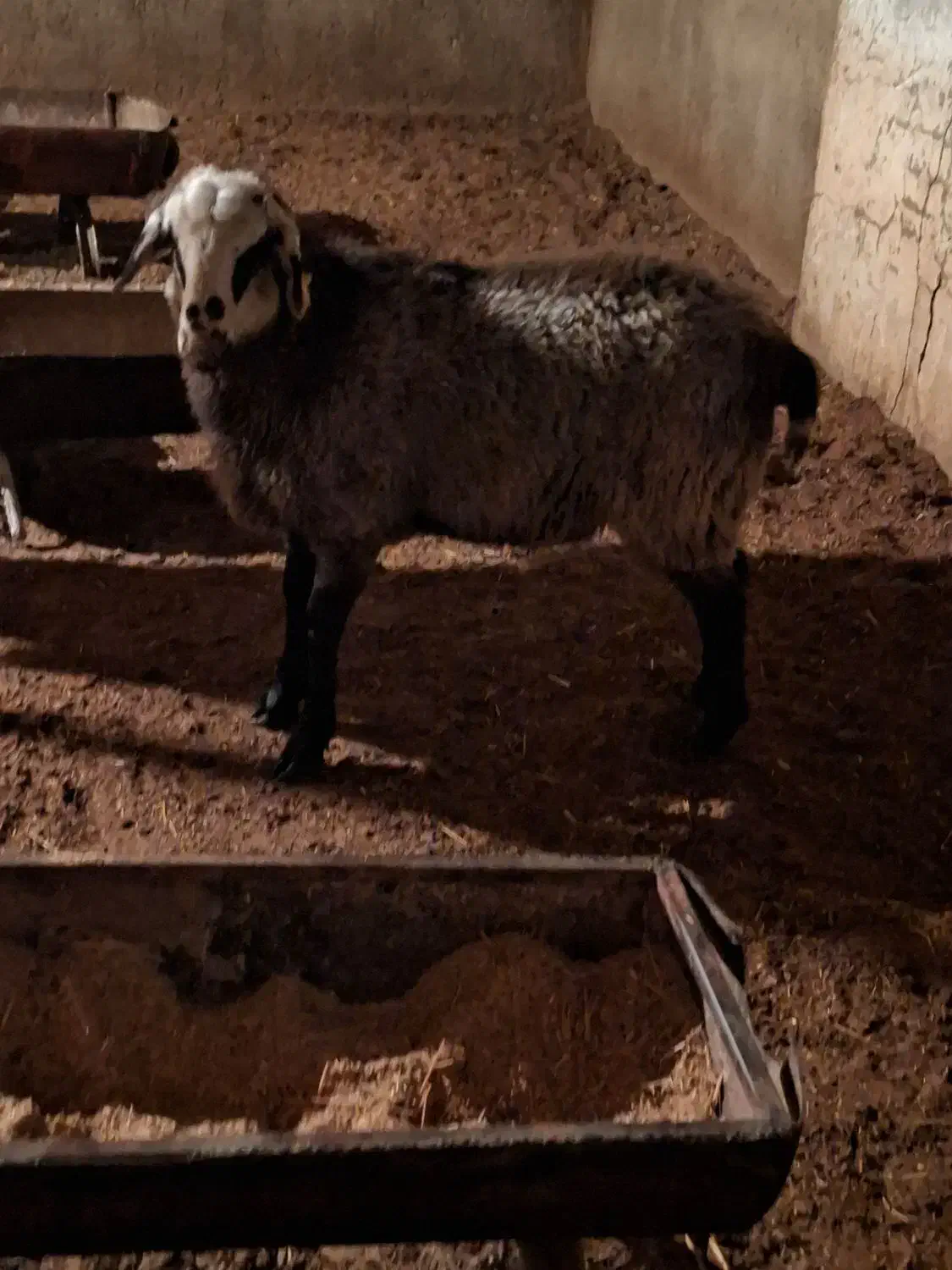 بره رومانف بدون دنبه گوسفند|حیوانات مزرعه|یزد, |دیوار