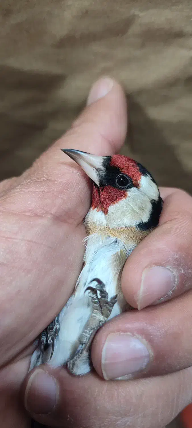 سهره سر سیاه پایزه|پرنده|شیراز, نیایش|دیوار