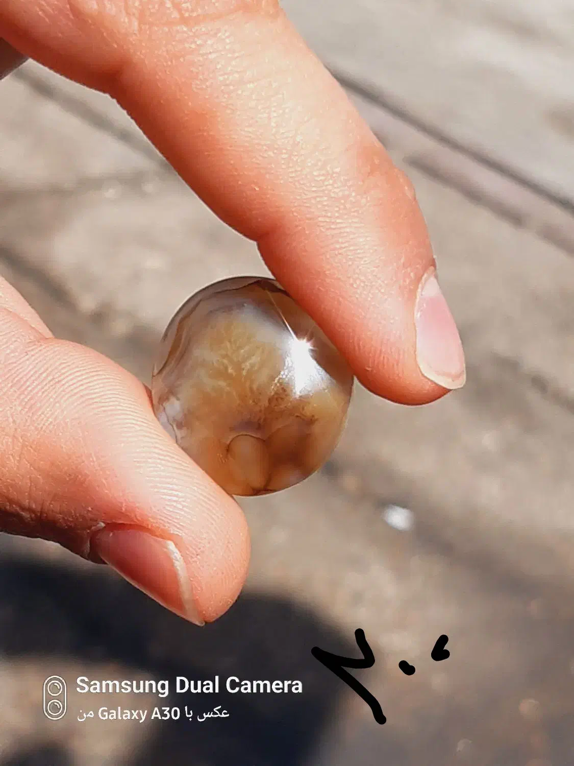 شجر|بدلیجات|شیراز, شاپورجان|دیوار