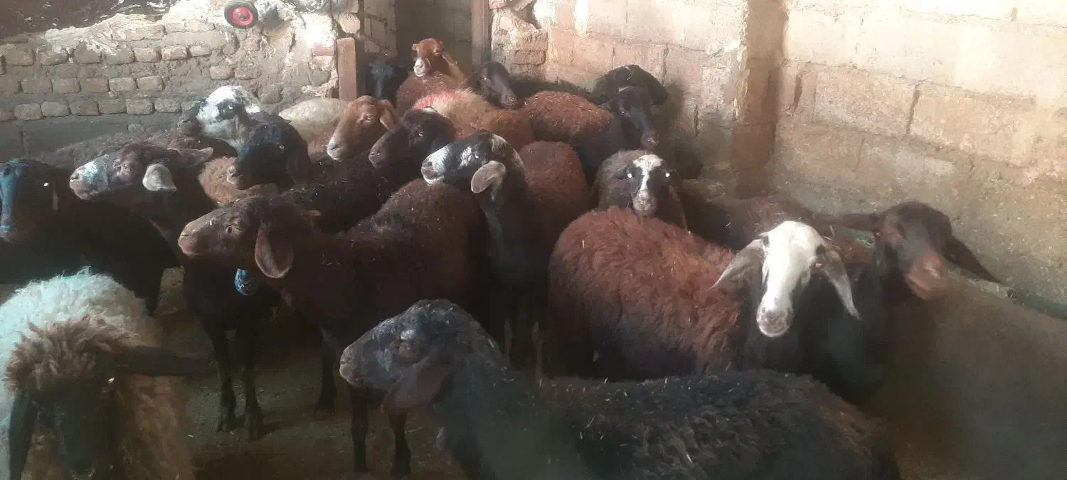 فروش گوسفند|حیوانات مزرعه|صحنه, |دیوار