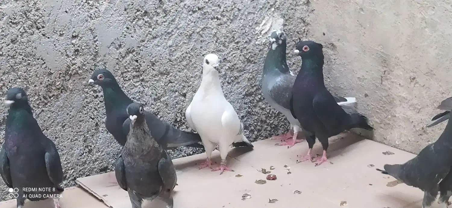 کبوتر فروشی فقط باهم|پرنده|خورموج, |دیوار