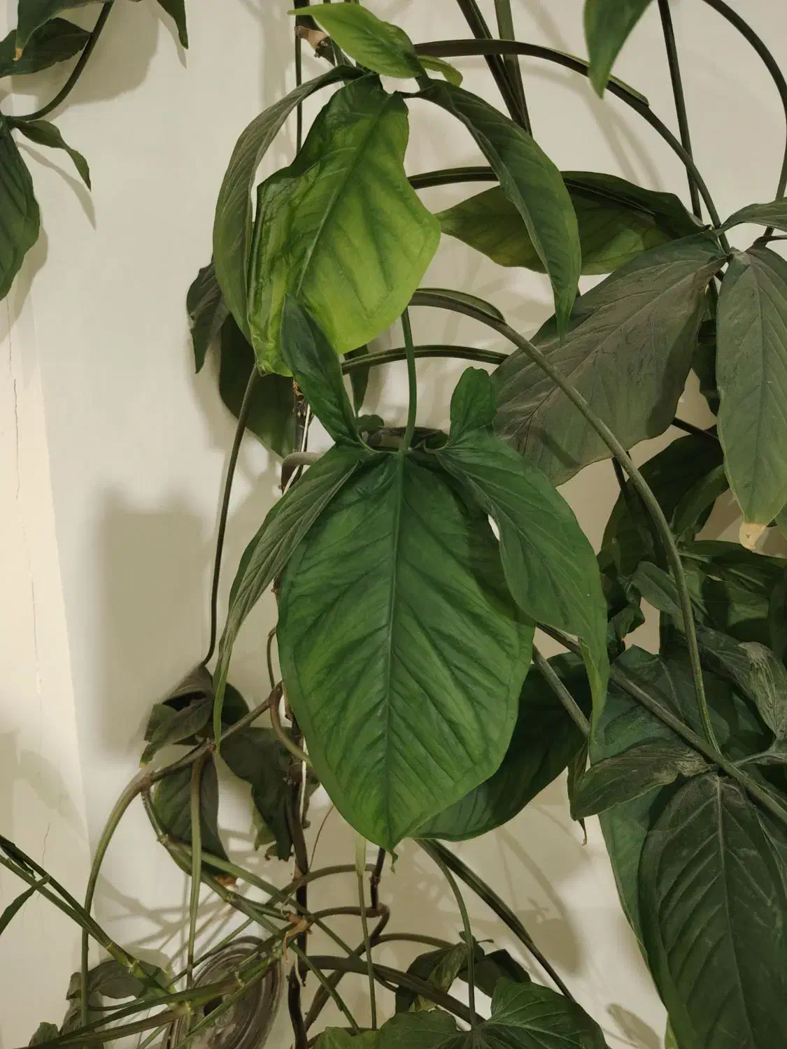 گل سینگینیوم|گل و گیاه طبیعی|بیرجند, |دیوار