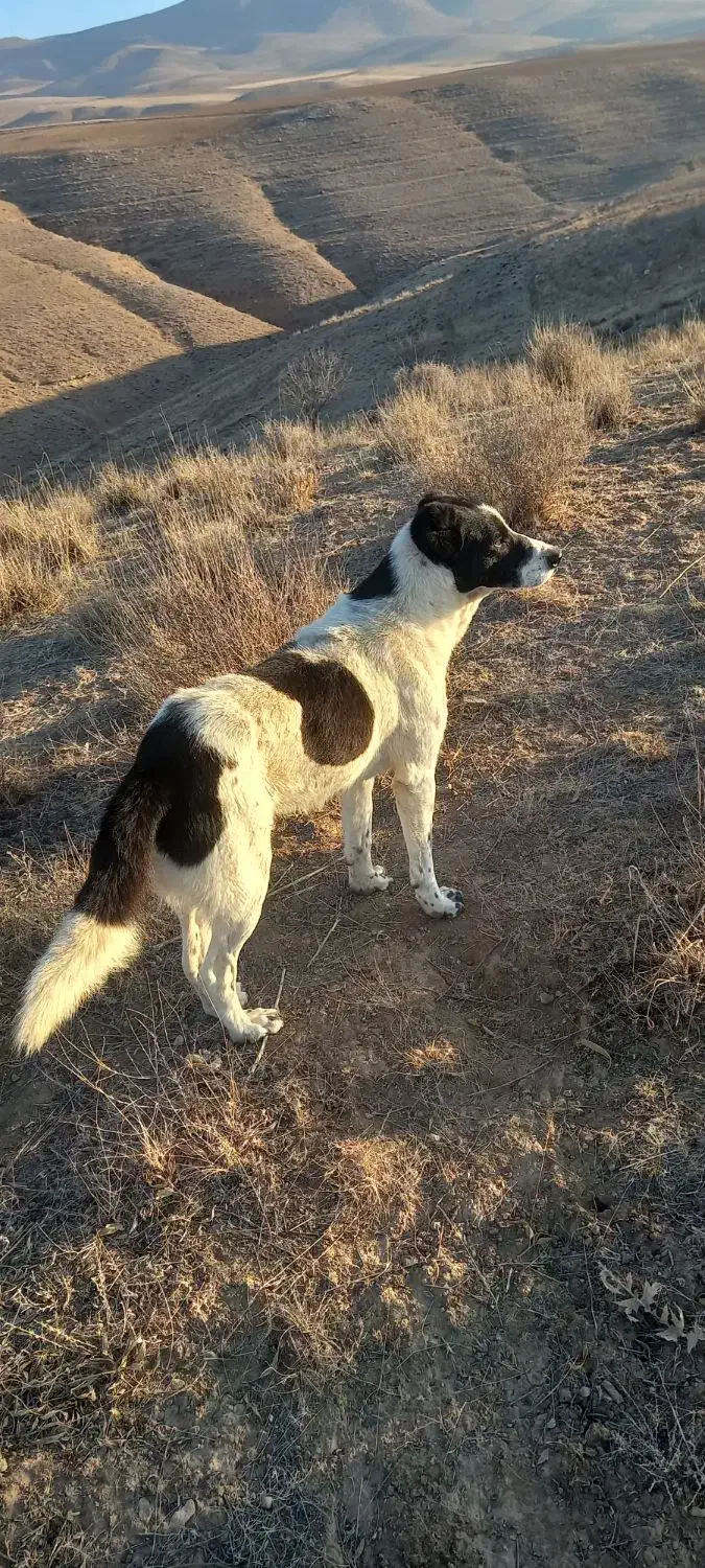 سگه گلی گوسفندی|سگ|قوچان, |دیوار