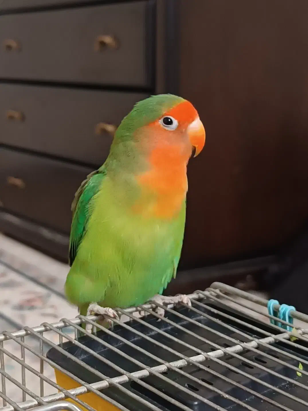 یک جفت طوطی برزیلی|پرنده|پاکدشت, پاکدشت (مامازند)|دیوار