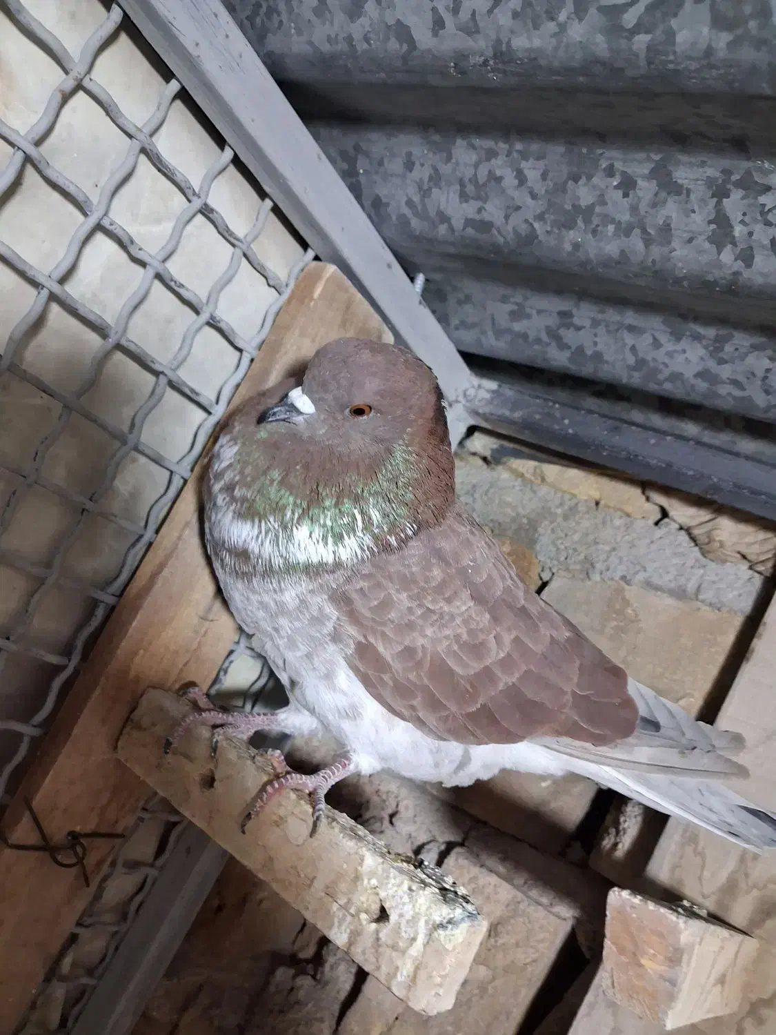 کفتر|پرنده|سیرجان, |دیوار