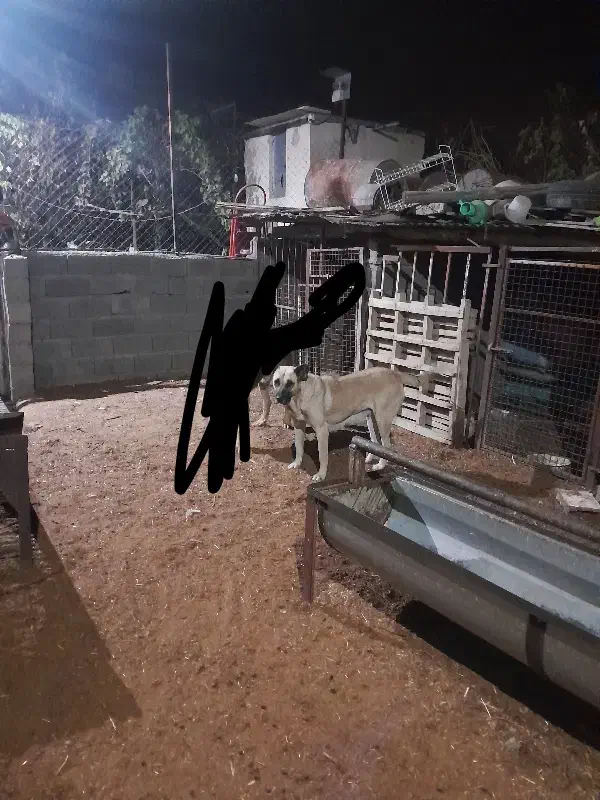 ماده سگ سرابی|سگ|ملکان, |دیوار