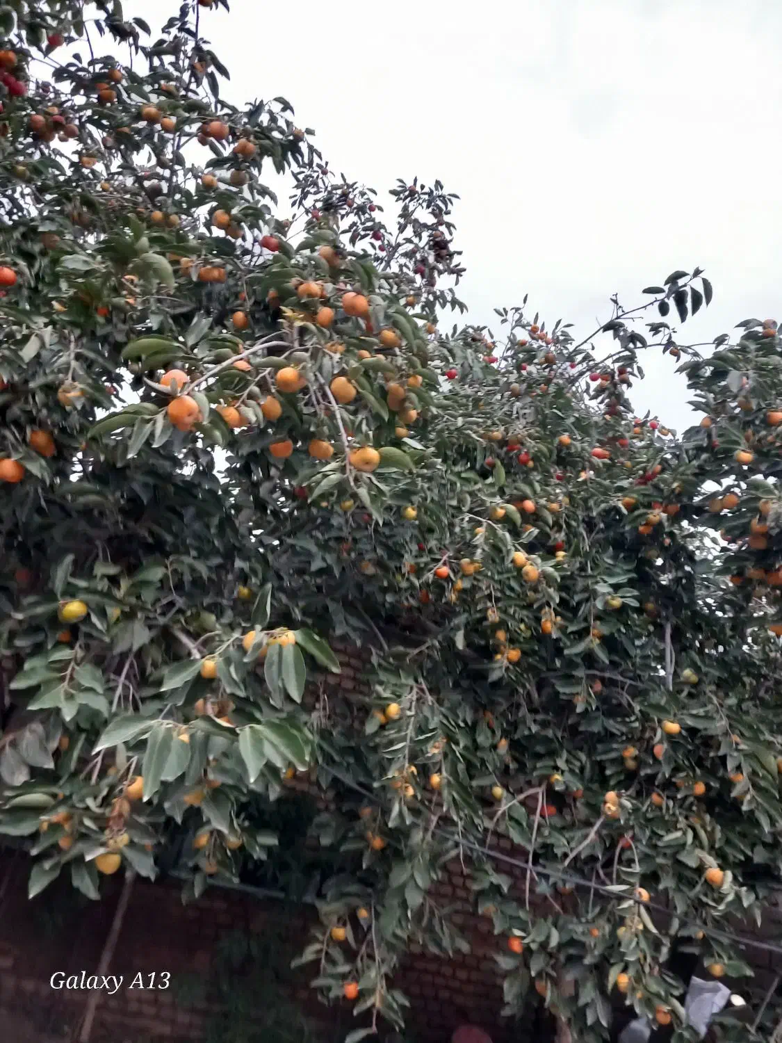 خرمالو درشت و شیرین و تازه آبدار|خوردنی و آشامیدنی|رامیان, |دیوار