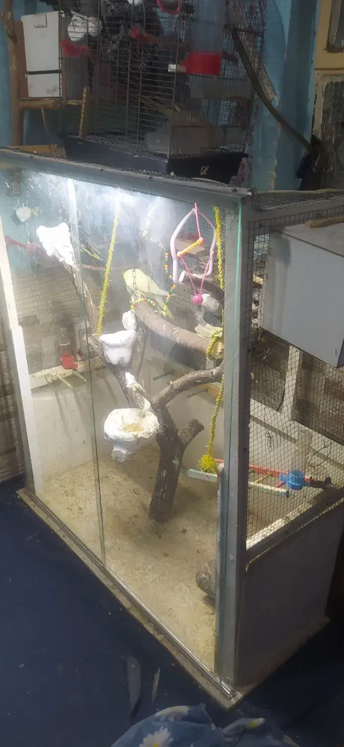 عروس وقفس|پرنده|خرمشهر, |دیوار