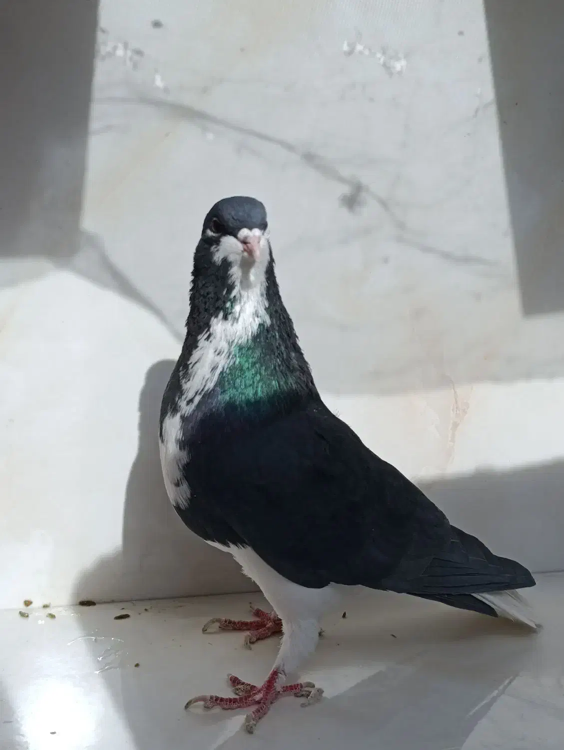 کبوتر.کفتر.بهبهونی و شهری و پلاکی|پرنده|شیراز, محراب|دیوار