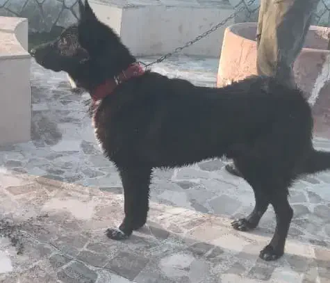 سگ ژرمن بلک|سگ|خشکبیجار, |دیوار