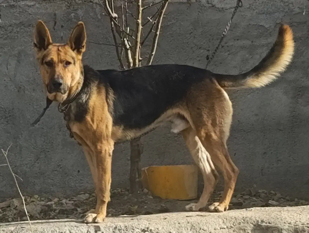 ژرمن|سگ|اراک, |دیوار