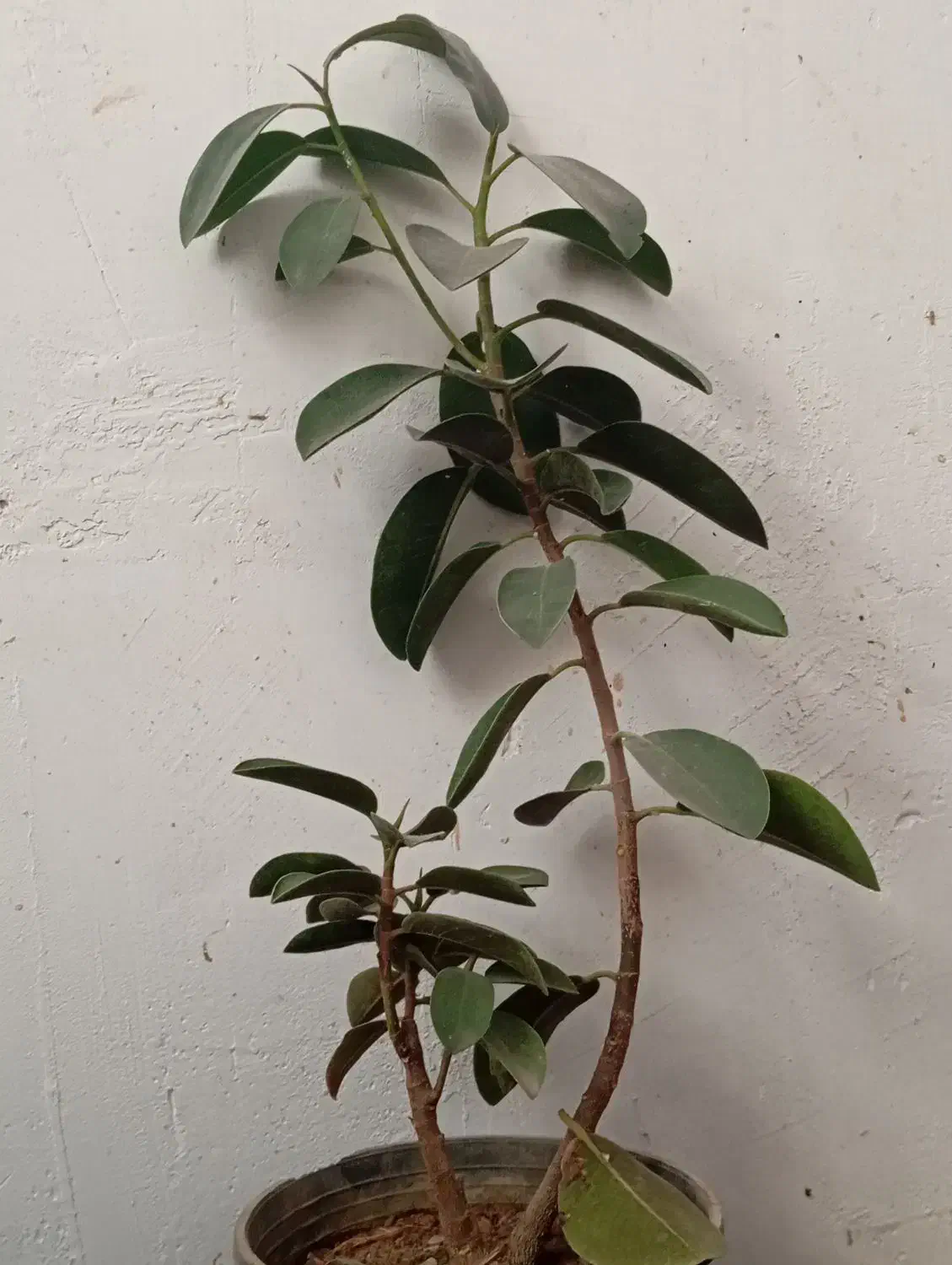 گل درختی|گل و گیاه طبیعی|آبپخش, |دیوار