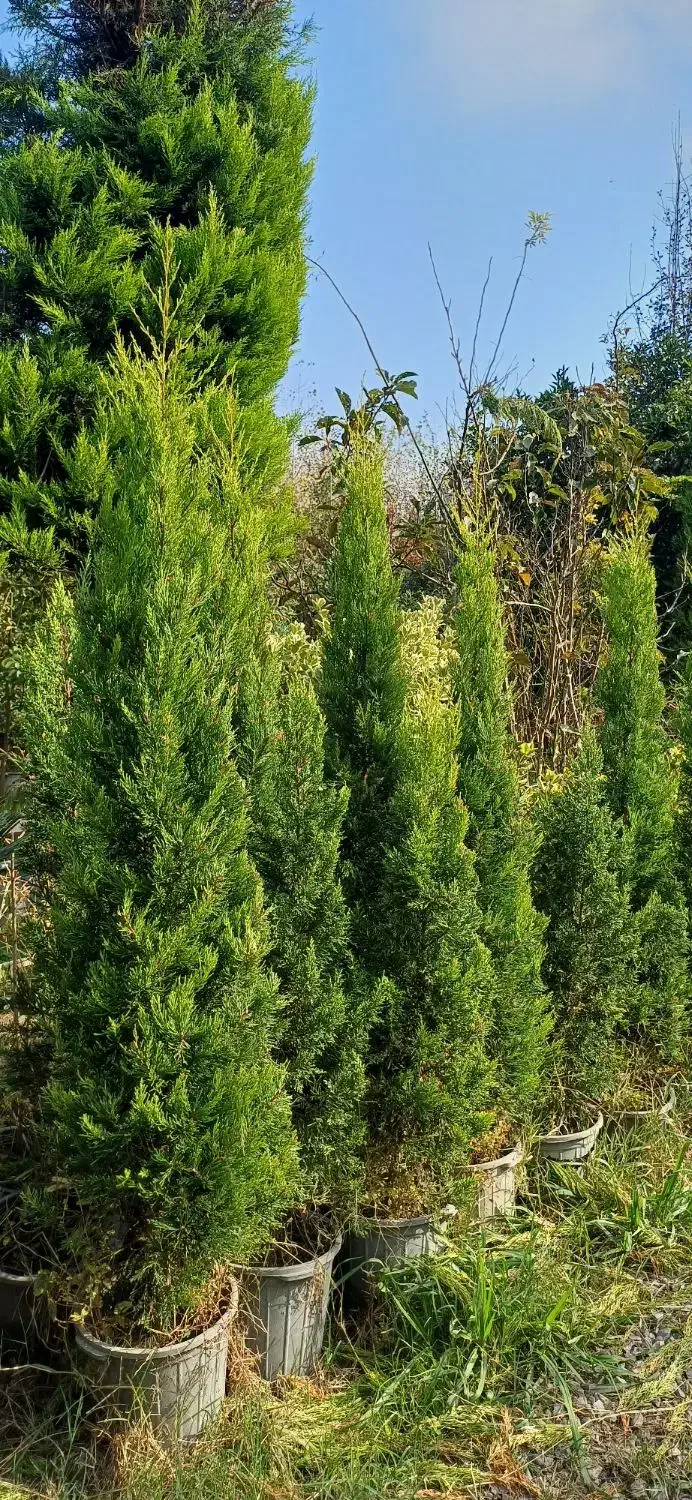 گیاه سیکاس وگل توری و شمشاد پیوندی و سرو لافسون|گل و گیاه طبیعی|چاف و چمخاله, |دیوار