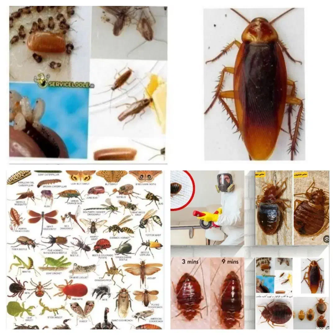 سمپاشی بدون شستشو سم پاشی بدون ترک منزل|خدمات نظافت|تهران, افسریه جنوبی|دیوار