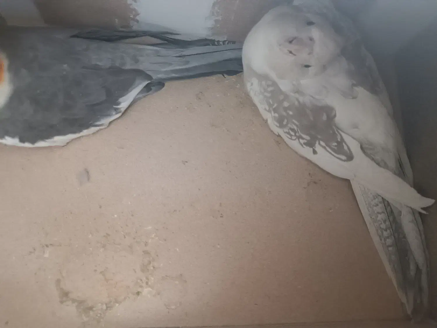 جفت عروس خوش ذات|پرنده|یزد, |دیوار