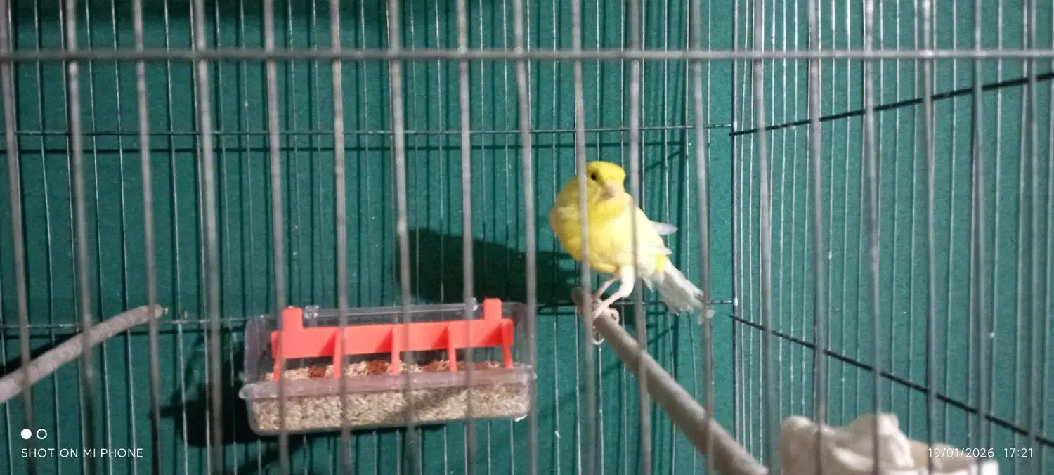 قناری نر|پرنده|نسیم‌شهر, |دیوار