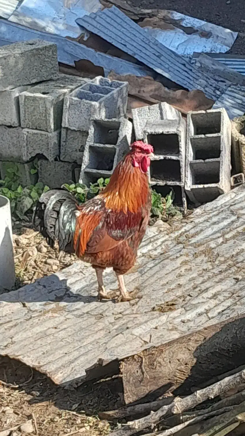 خروس محلی|حیوانات مزرعه|اطاقور, |دیوار