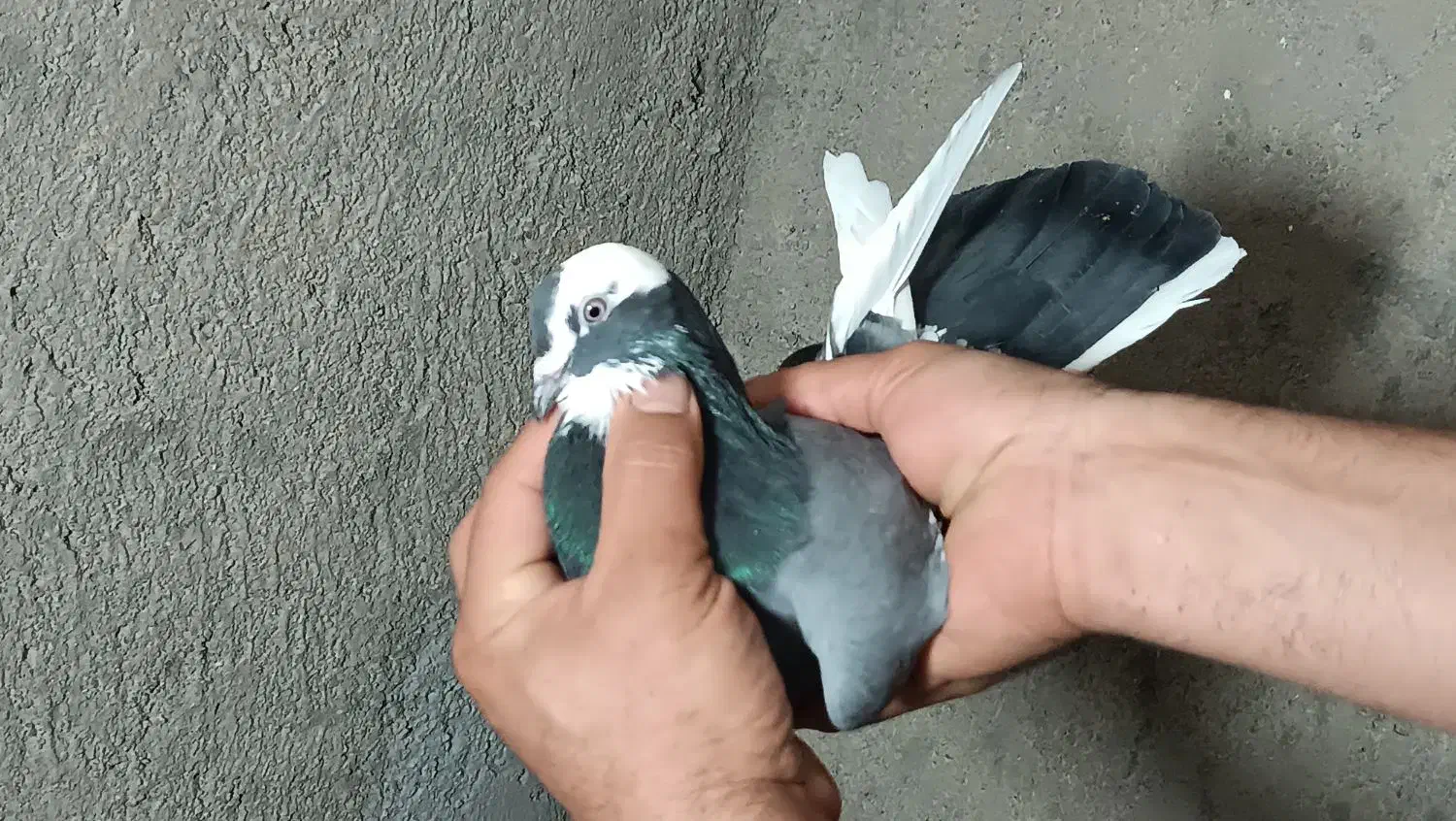 یک‌جفت‌کفتر‌پرشی‌|پرنده|قم, نیروگاه|دیوار