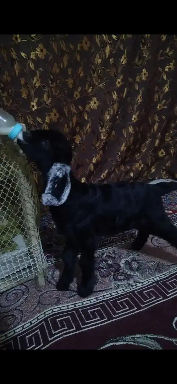 بزغاله شیری ماده|حیوانات مزرعه|دورود, |دیوار