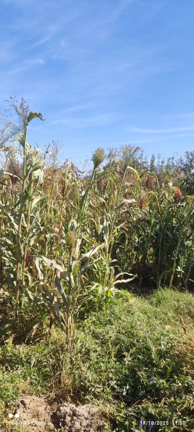 محصولات کشاورزی|لوازم نظافت|زنجان, |دیوار