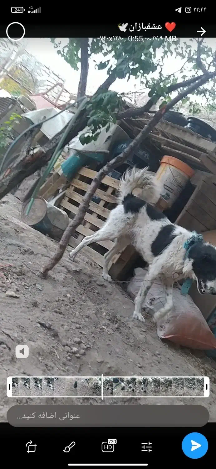 سگ قدرجونی|سگ|بوئین و میاندشت, |دیوار