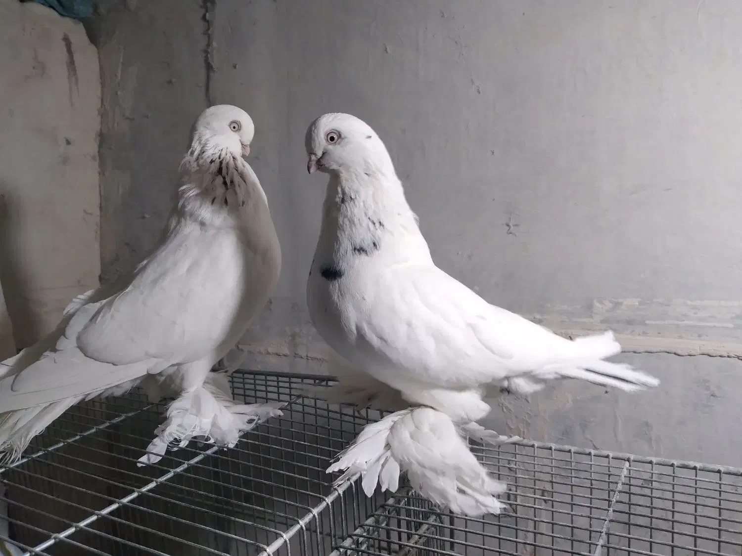 فروش ۱ جفت کبوتر  لانگ فیس و ۱ جفت نوک ریز|پرنده|بروجن, |دیوار