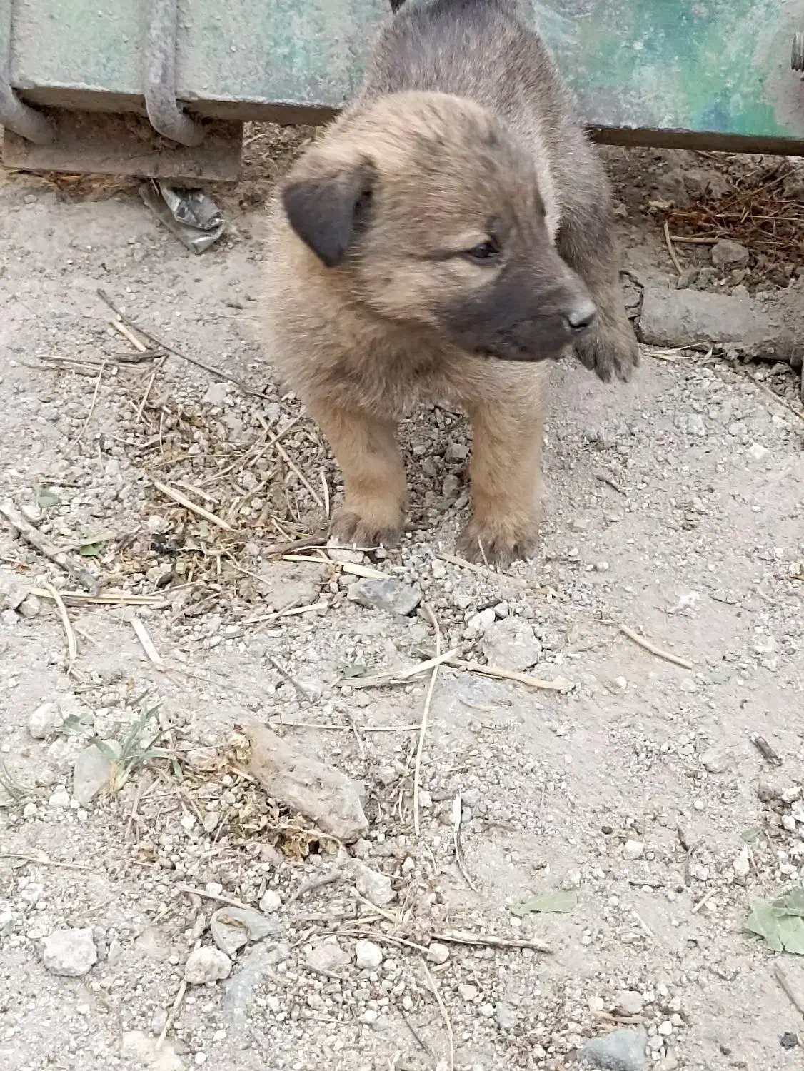 توله سگ سرابی|سگ|اردبیل, |دیوار