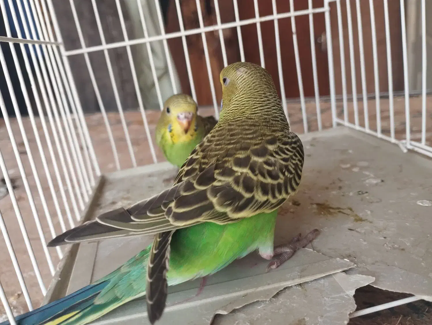 مرغ عشق دستی|پرنده|شیراز, گچی|دیوار