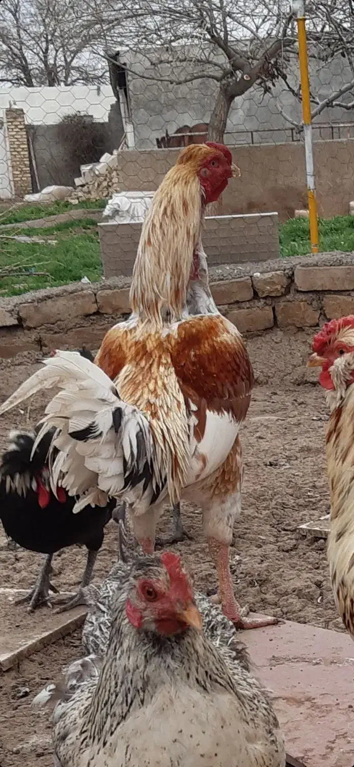 خروس|حیوانات مزرعه|قزوین, |دیوار