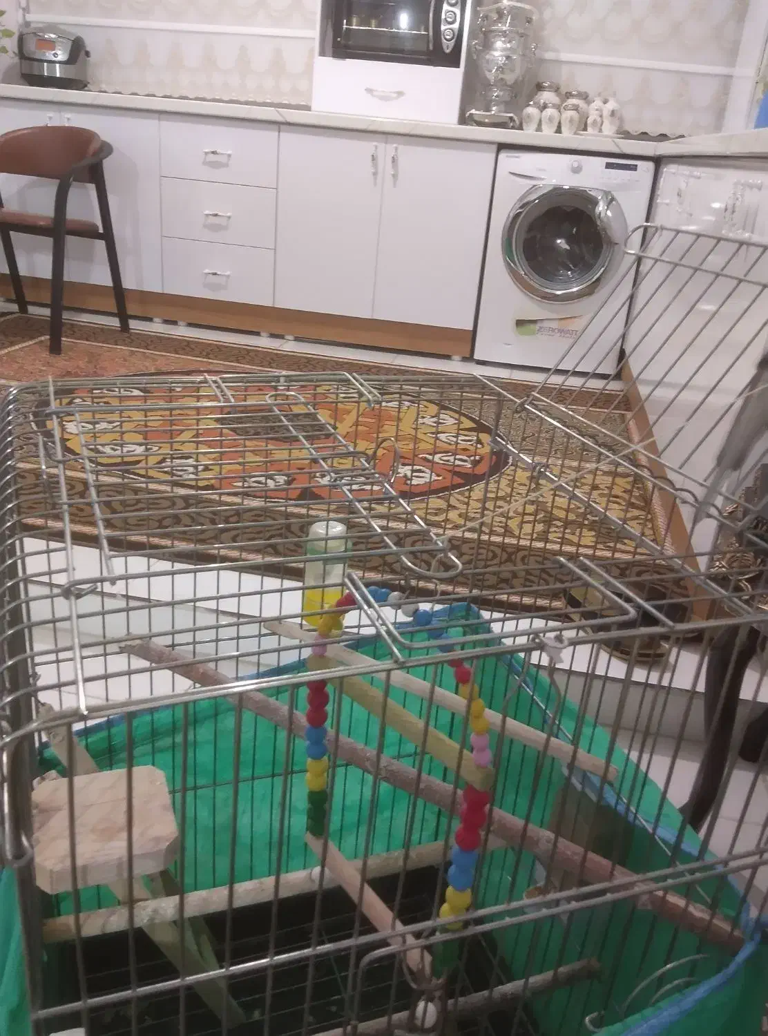 عروس هلنی|پرنده|ملایر, |دیوار