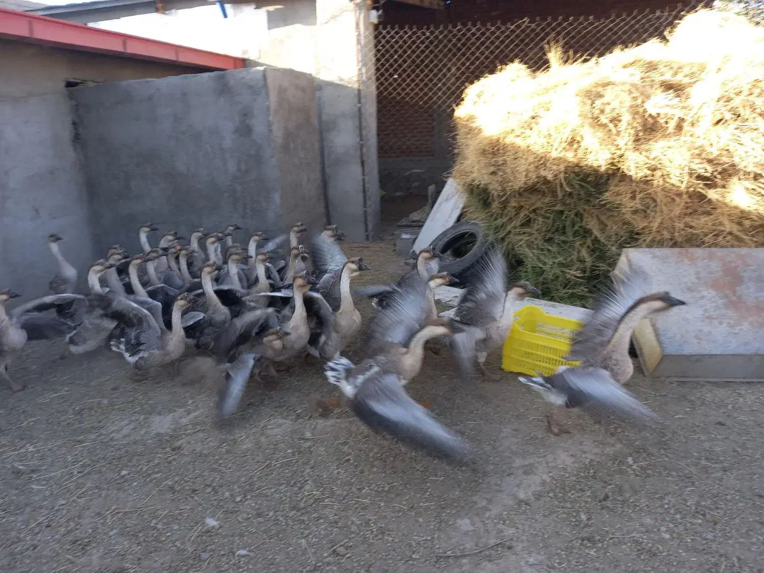 فروش گله مولد قو غاز|حیوانات مزرعه|بناب, |دیوار