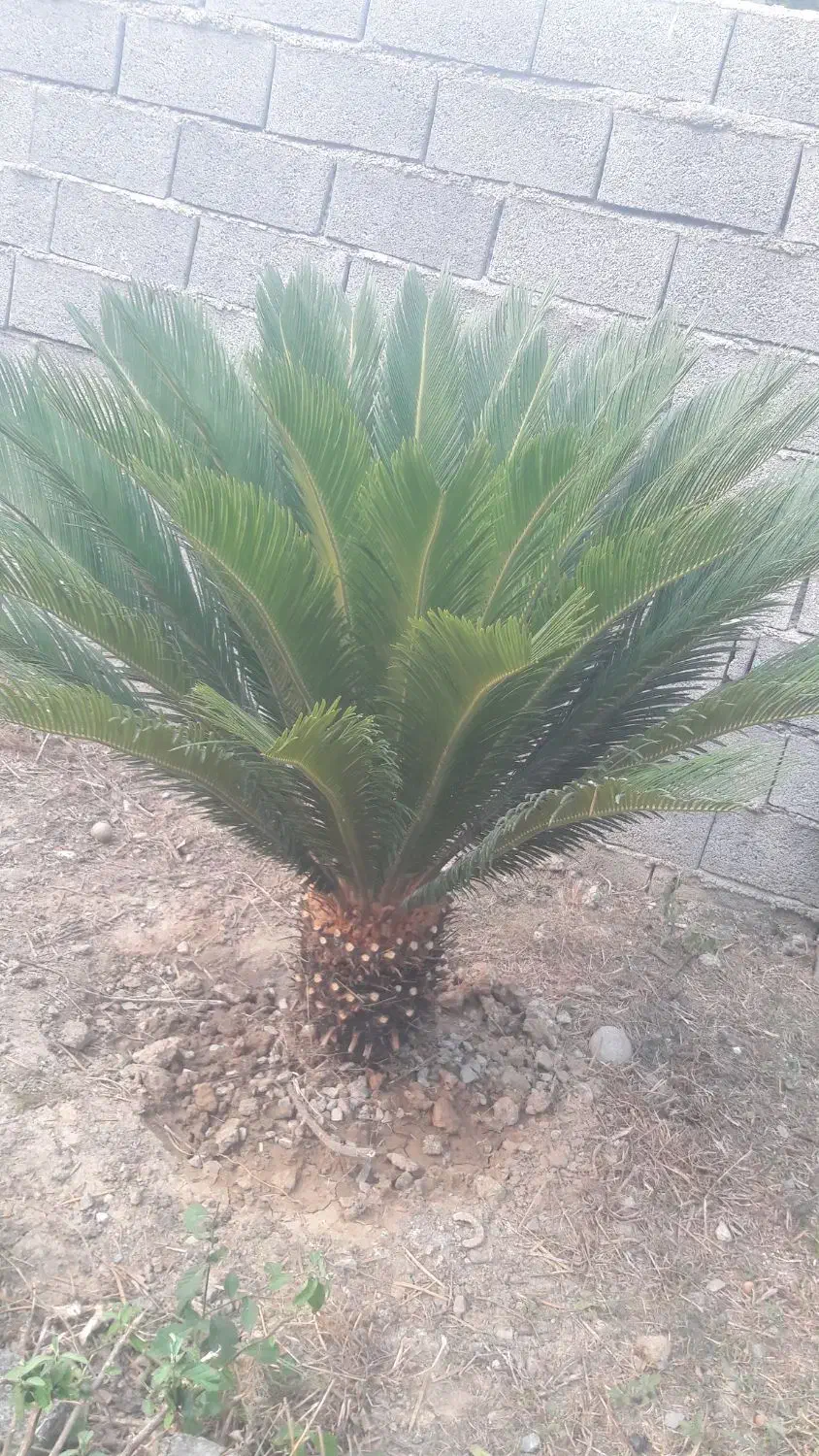 فروش دو عدد سیکاس|گل و گیاه طبیعی|چمستان, |دیوار