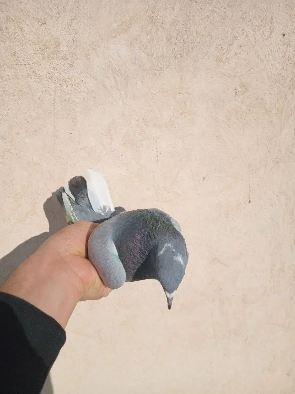 کفتر|پرنده|قم, دروازه چوبی|دیوار