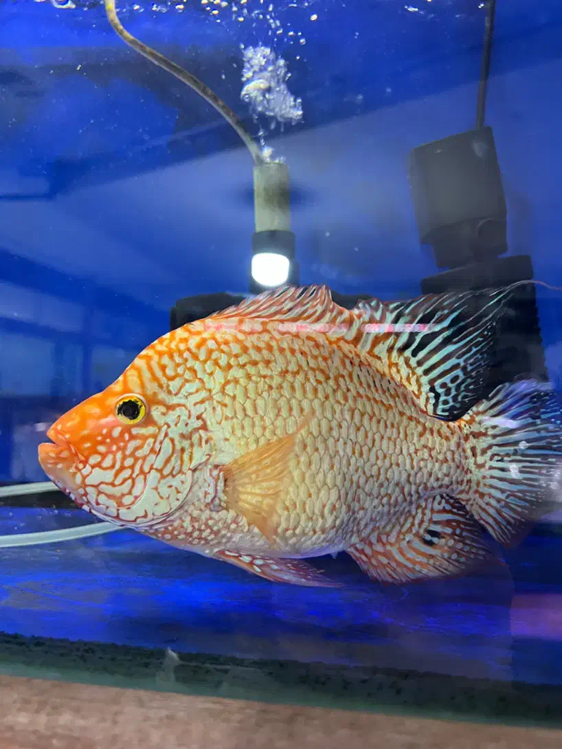 رد تگزاس|ماهی|کرج, شاهین‌ویلا|دیوار