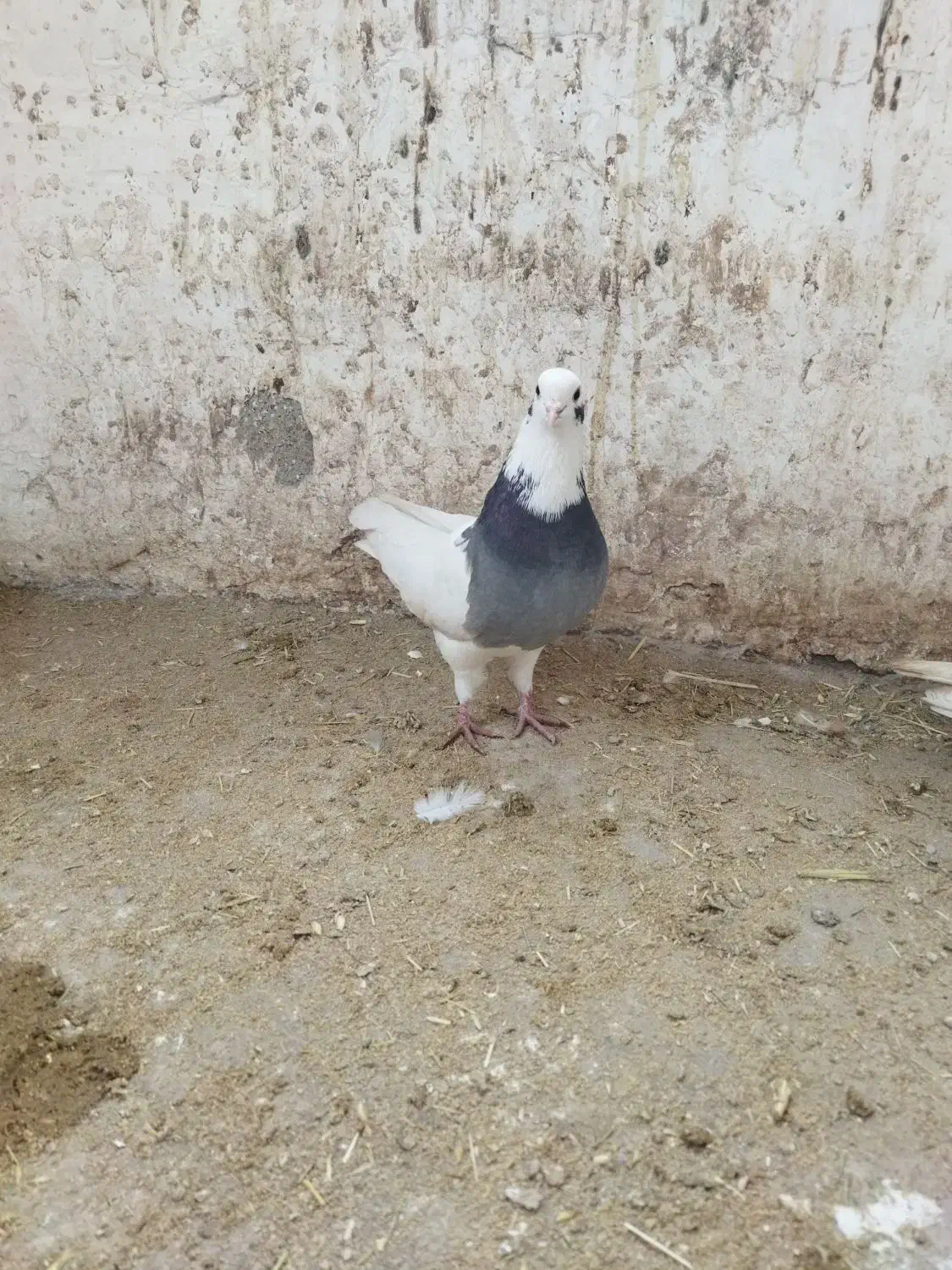 طوقی|پرنده|ویسیان, |دیوار