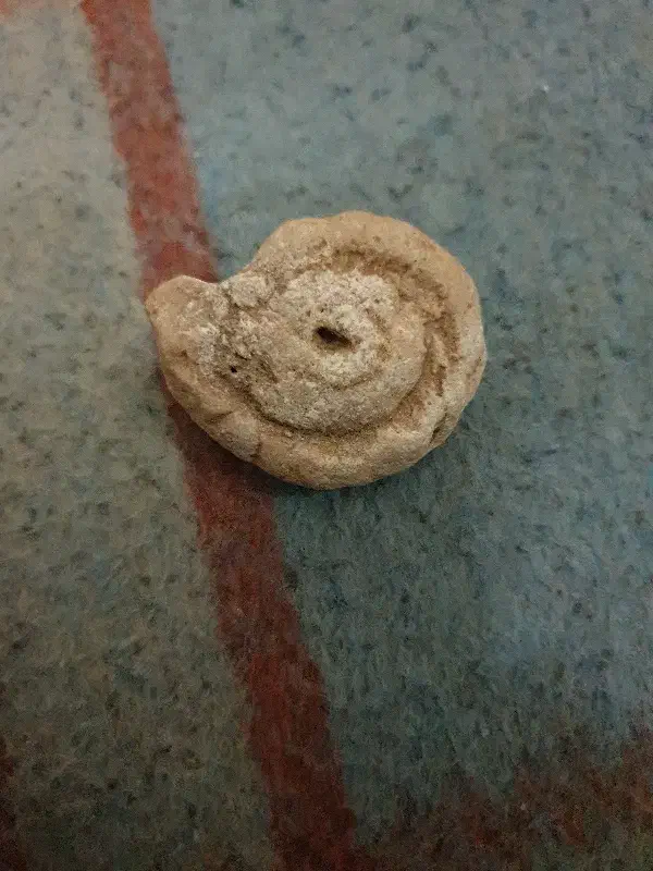 فسیل حلزون|کلکسیون اشیاء عتیقه|شیراز, مسلم|دیوار